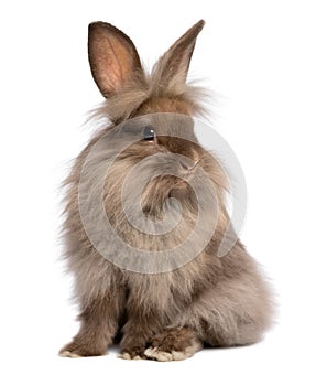 A cute sitting chocolate lionhead bunny rabbit