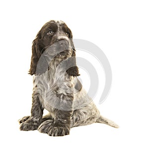 Cute sitting chocolate and white cocker spaniel puppy dog looking back and up over its shoulder isolated on a white background