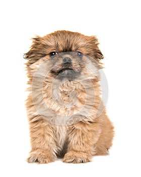 Cute sitting fluffy tibetan spaniel puppy facing the camera isolated on a white background