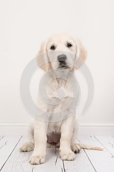 Cute sitting golden retriever puppy in a white living room setting