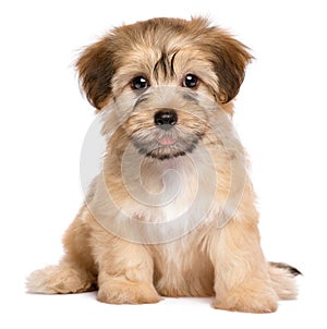 Cute sitting havanese puppy dog