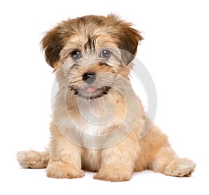 Cute sitting havanese puppy dog