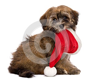 Cute sitting Havanese puppy is keeping a Santa hat in her mouth