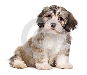 Cute sitting little havanese puppy