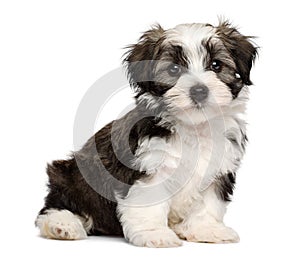 Cute sitting silver sable havanese puppy dog