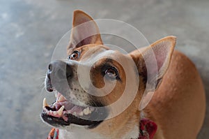 Cute sitting smiling Thaiâ€™s local dog