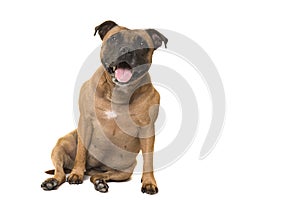 Cute sitting stafford terrier looking at the camera with open mouth isolated on a white background