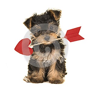 Cute sitting valentine yorkshire terrier, yorkie puppy looking at the camera holding a love arrow on a white background