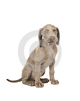 Cute sitting winking weimaraner puppy with blue eyes