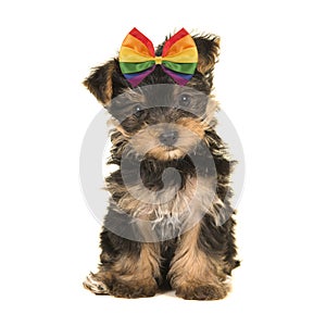 Cute sitting yorkshire terrier puppy dog wearing a rainbow bow looking at the camera on a white background