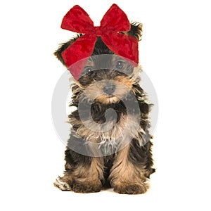 Cute sitting yorkshire terrier, yorkie puppy dog wearing a large red christmas bow looking at the camera on a white background