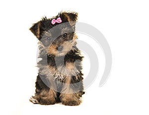 Cute sitting yorkshire terrier, yorkie puppy wearing a pink bow