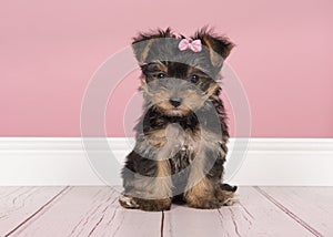 Cute sitting yorkshire terrier, yorkie puppy wearing a pink bow