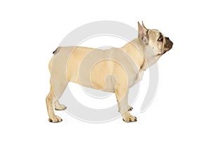 Cute six month old French bulldog puppy