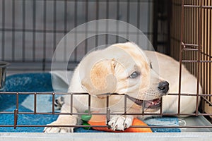 Cute six-week-old Labrador puppy bites an iron cage. puppy is teething