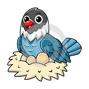 Cute slaty blue love bird cartoon with eggs in the nest