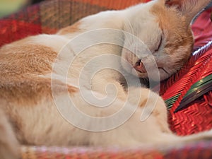 Cute Sleeping Cat