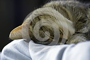 Cute sleeping cat on bed