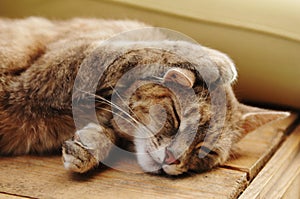 Cute sleeping cat portrait