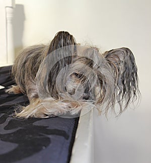 Cute sleeping dog on the couch