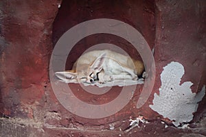 Cute Sleeping fennec fox Vulpes zerda .