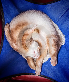 Cute sleeping ferret