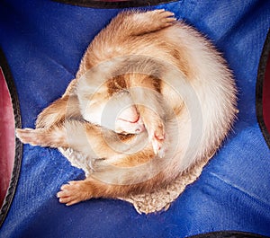 Cute sleeping ferret