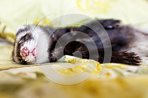 Cute sleeping ferret