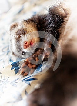 Cute sleeping ferret