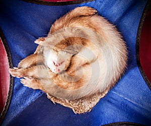 Cute sleeping ferret