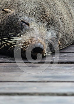Cute sleeping fur seal on wood floor, at Kaikoura New Zealand