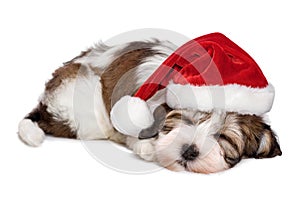 Cute sleeping Havanese puppy dog is dreaming about Christmas