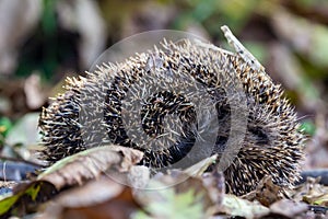 Cute sleeping hedgehog erinaceus europaeus from side in autumn czech landscape