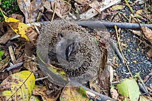 Cute sleeping hedgehog erinaceus europaeus from top in autumn czech landscape