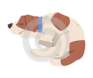 Cute Sleeping Jack Russell Terrier, Pet Animal with Brown and White Coat Cartoon Vector Illustration