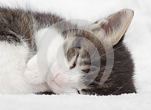 Cute sleeping kitten