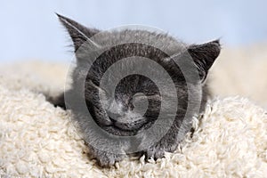 Cute sleeping kitten