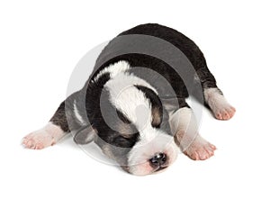 Cute sleeping little spotted havanese puppy dog