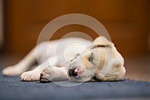 Cute sleeping puppy on blue carpet inside home