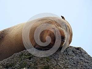 Cute sleeping Sea lion & x28;Otariinae& x29; laying its head on a rock and closed eyes