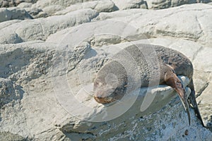 Cute sleeping sea lion on sea rock