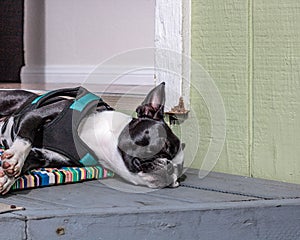 Cute, sleeping, snoring, young female boston terrier, face scrunched flat on napping front doorstep on multi-colored front door ma