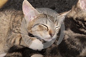 Cute sleeping tabby kitten sleeping on its sibling