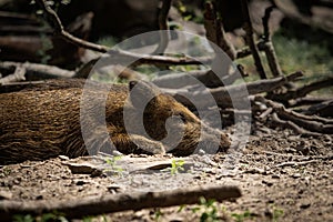 Cute sleeping wild boar on the ground