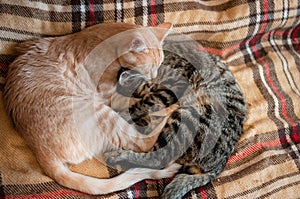 Cute sleepy fluffy red and brown cats with closed eyes hugging with paws on plaid blanket