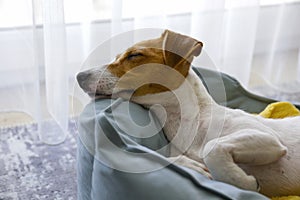 Cute sleepy Jack Russel terrier puppy with big ears resting on a dog bed with yellow blanket. Small adorable doggy with funny fur