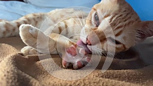 Cute sleepy kitty lying on bed washing its paws and toes at home. Ginger cat licking fur and limbs. Oriental feline