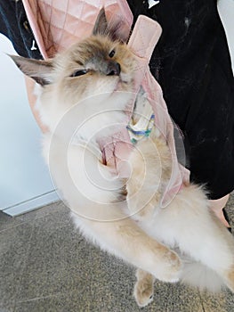 A cute sleepy long-haired cat feline in a pet carrier bag