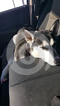 Cute Sleepy Pup In The Truck