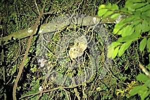 Cute sloth hanging on tree branch with funny face look, portrait of wild animal in the Rainforest of Costa Rica, Bradypus